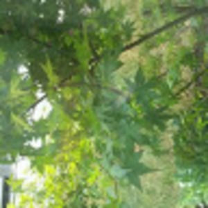 Meet your Posher, Janelle